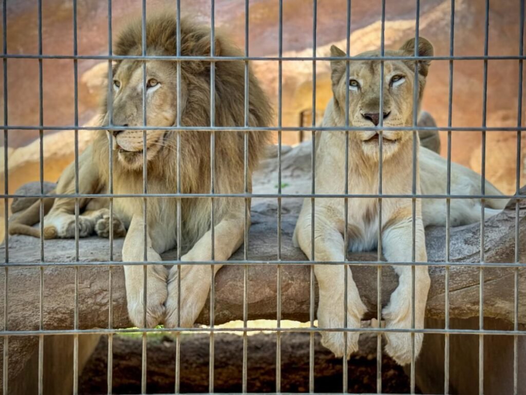 A close-up view of a lion and a lioness resting side-by-side behind metal wires at a zoo.