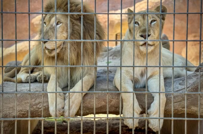 A close-up view of a lion and a lioness resting side-by-side behind metal wires at a zoo.