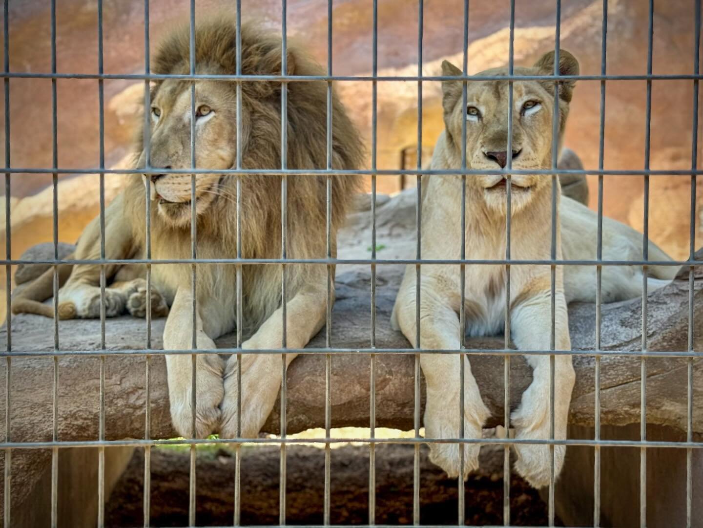 Animal World & Snake Farm Zoo A close-up view of a lion and a lioness resting side-by-side behind metal wires at a zoo.