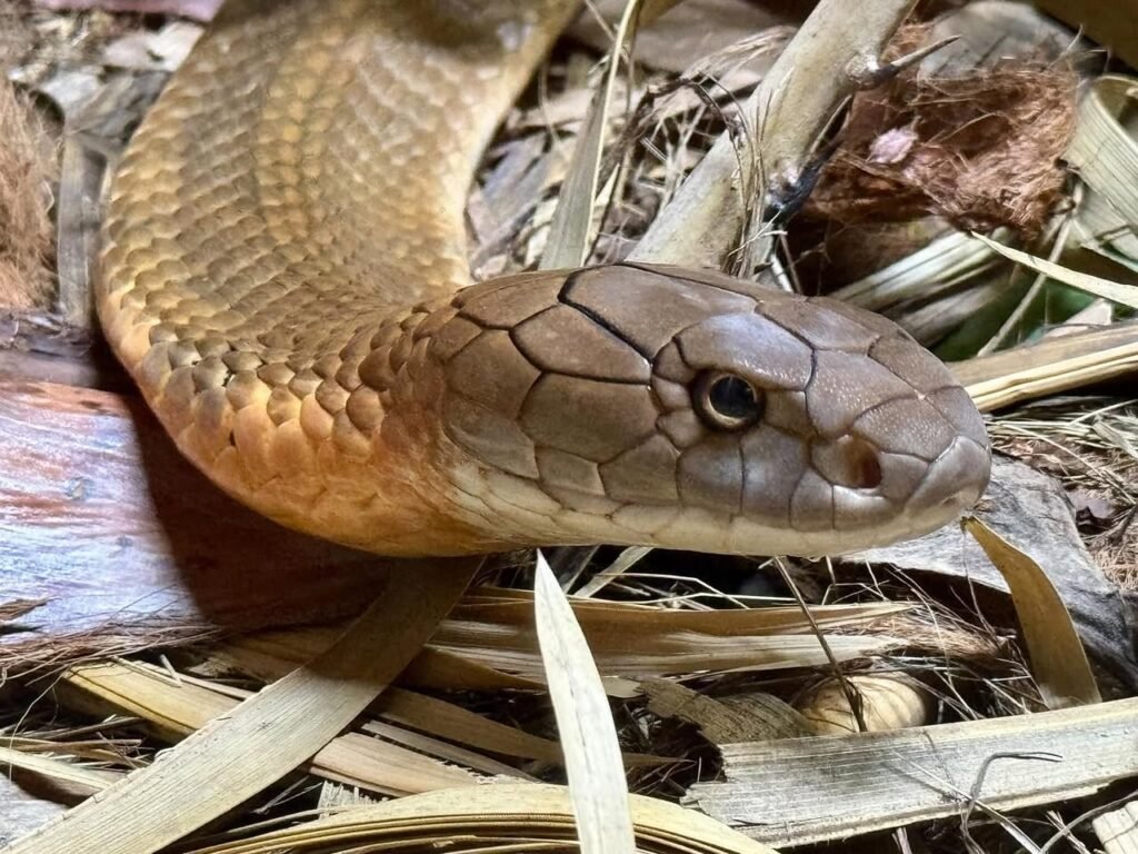 Detailed view of a snake with golden brown scales resting on dried leaves.