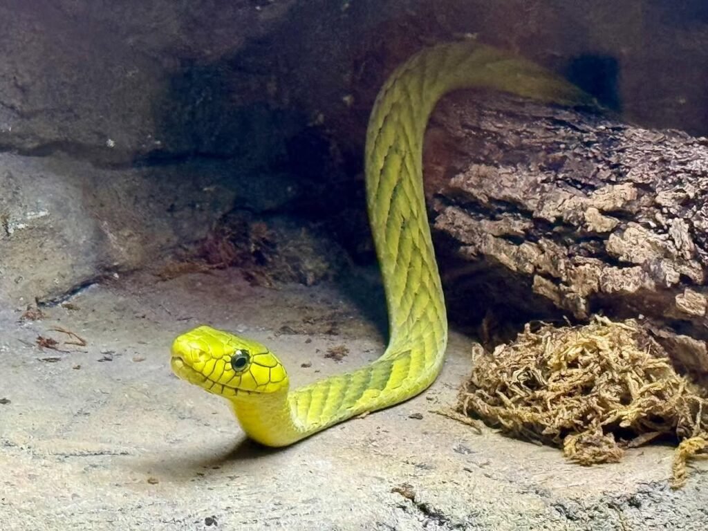 A yellow snake slithering across a rocky ground with wood and leaf litter nearby.