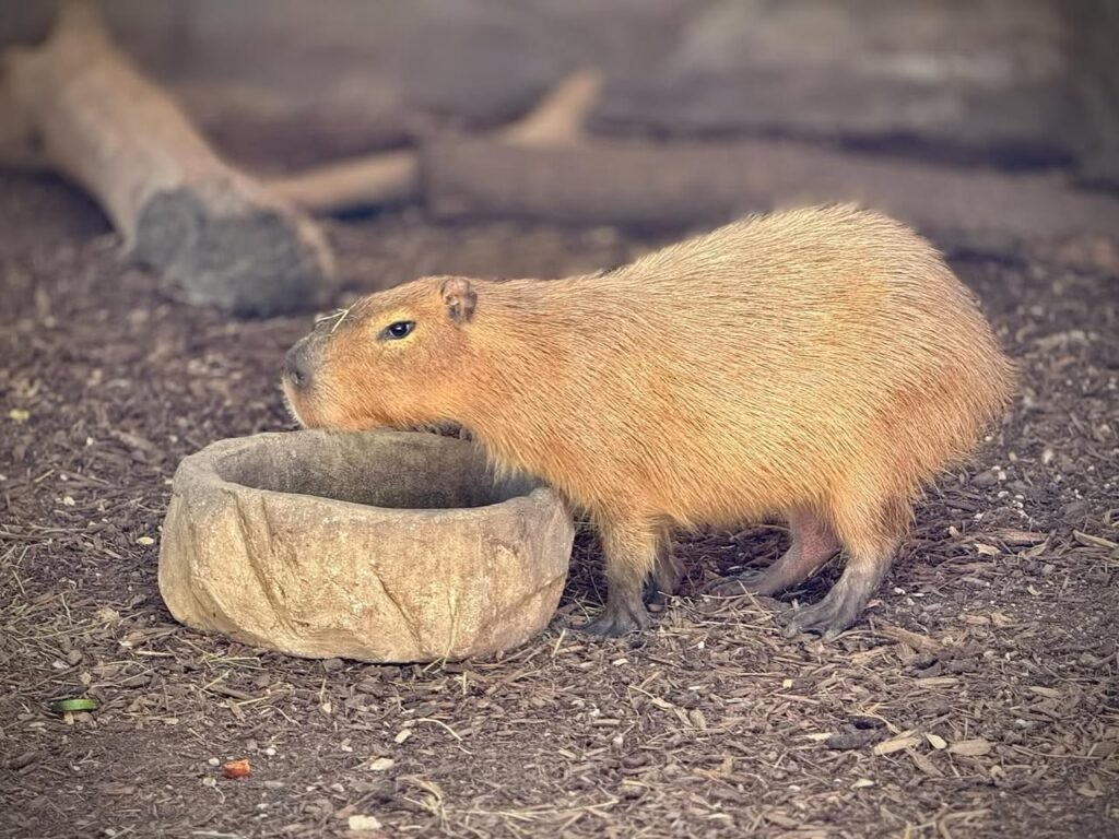 A brown capybara stands at a stone bowl. This image captures a close-up of the rodent in its enclosure.