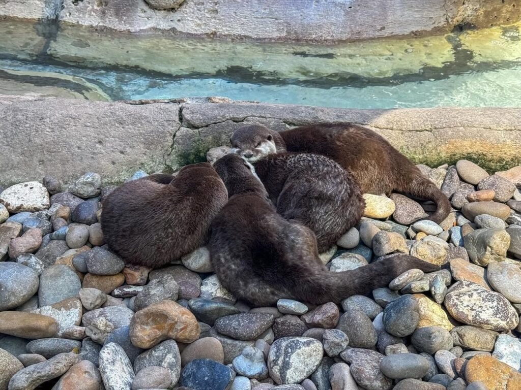 A group of brown seals rests on a rocky shoreline next to a stone wall and water. The close-up highlights their furry texture and clustered arrangement.