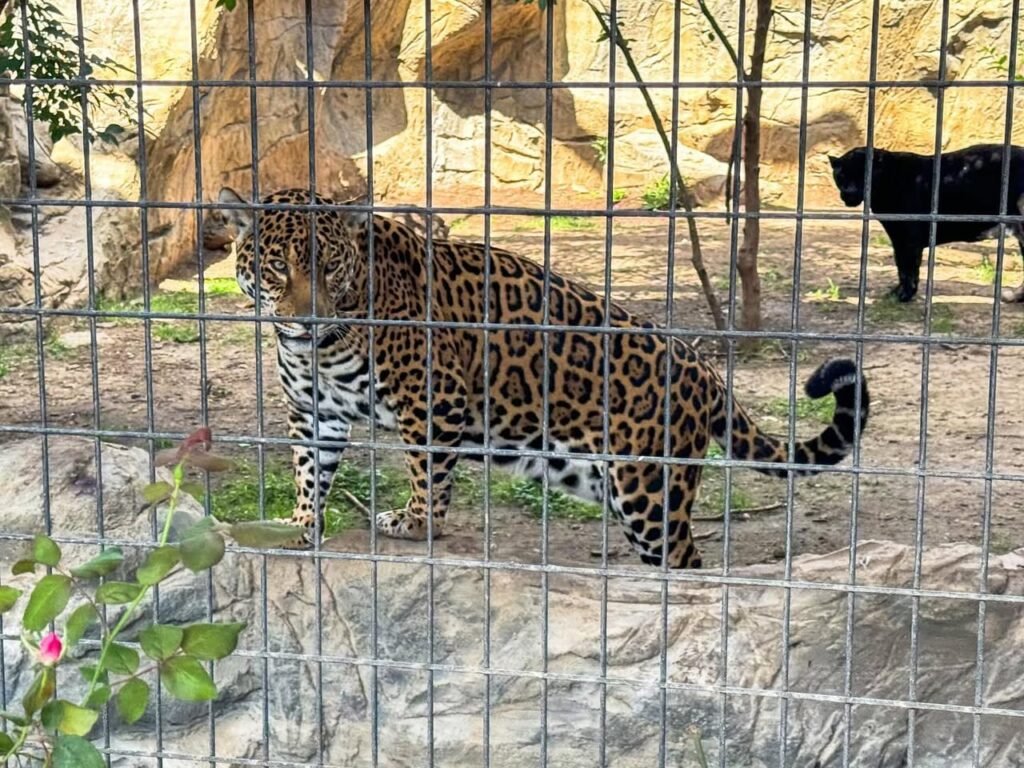 A collage of three photos showing leopards and a black panther in zoo enclosures behind wire fencing.