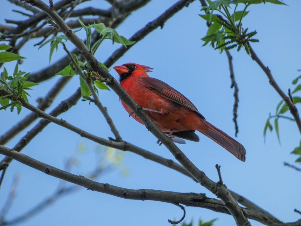 A male Northern Cardinal perches on a bare branch with green leaves against a clear blue sky.