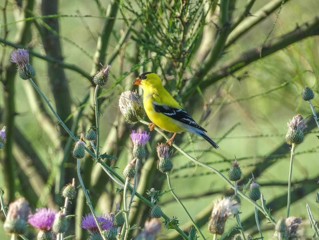 A vibrant yellow finch with black markings perches on a plant stem.