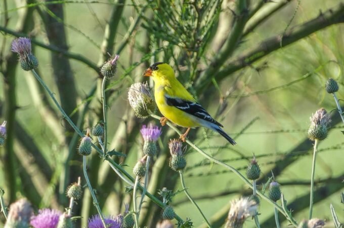A vibrant yellow finch with black markings perches on a plant stem.