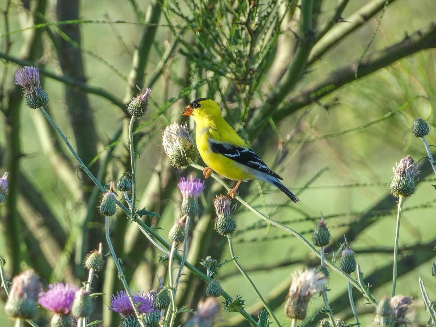 A vibrant yellow finch with black markings perches on a plant stem.
