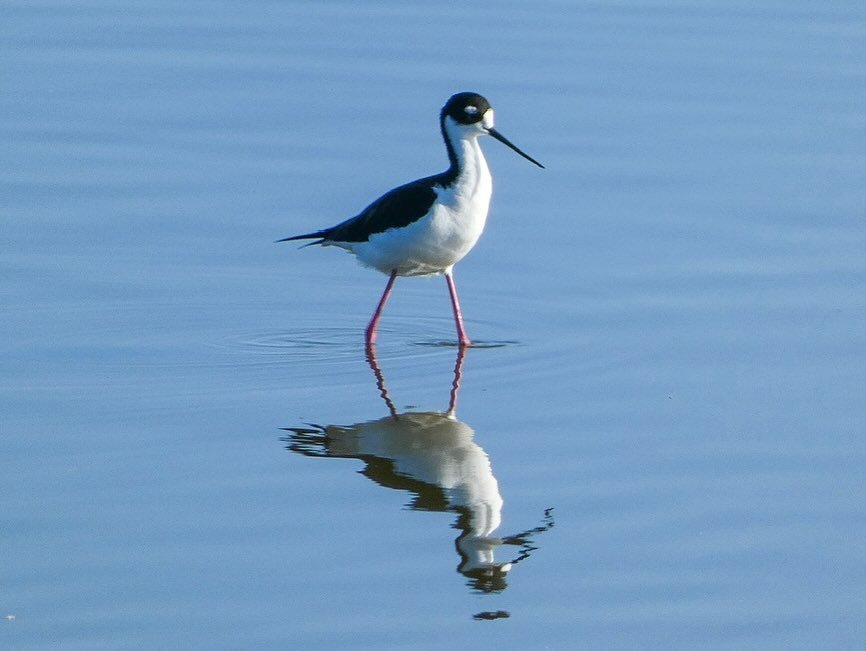 A Black-winged Stilt stands in shallow blue water with its long pink legs, featuring a clear reflection below.