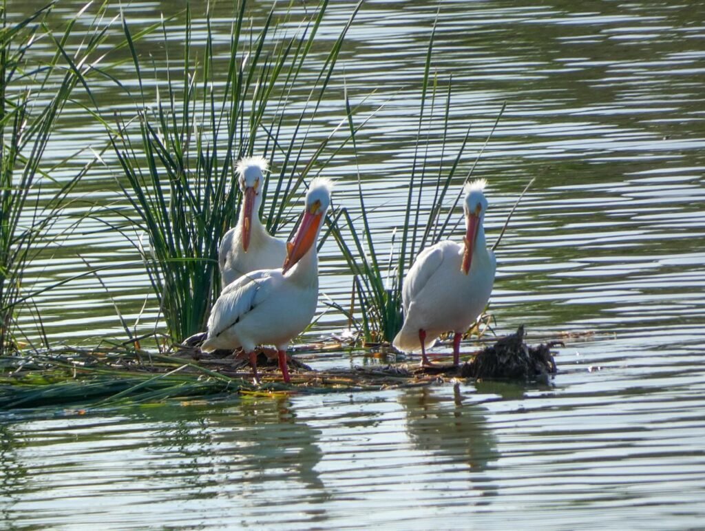 Four white pelicans perched on grassy reeds in a pond. Additional pelicans are visible in a close-up view of the water and reeds.