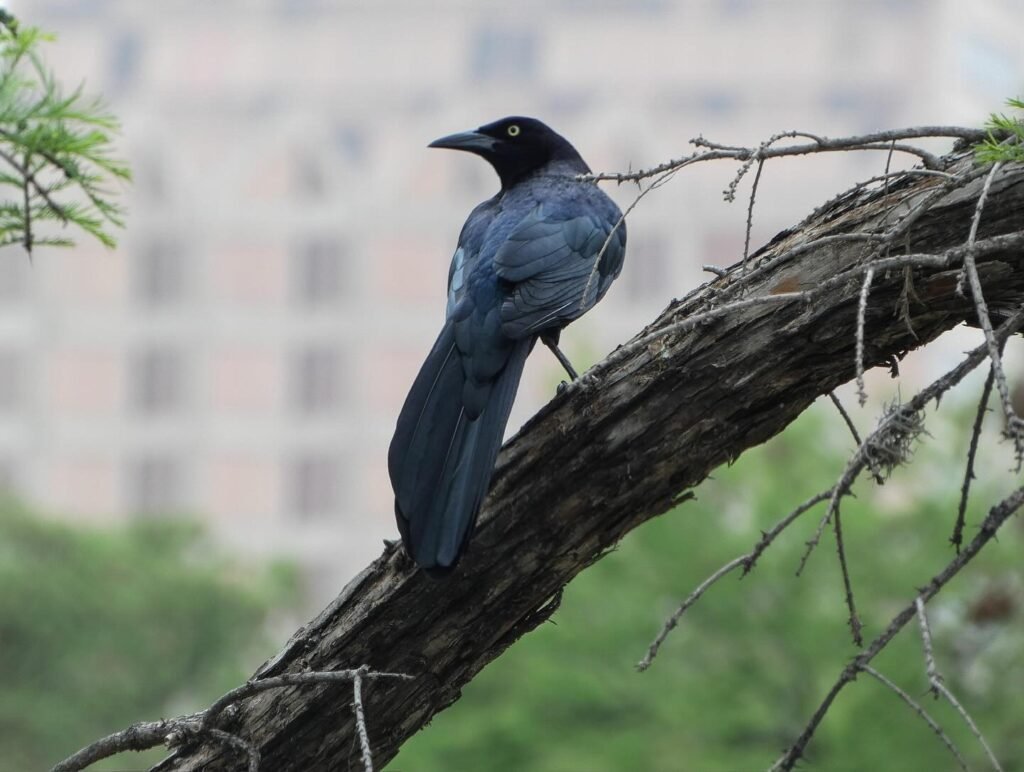 A black bird perched on a branch with a blurred urban background.