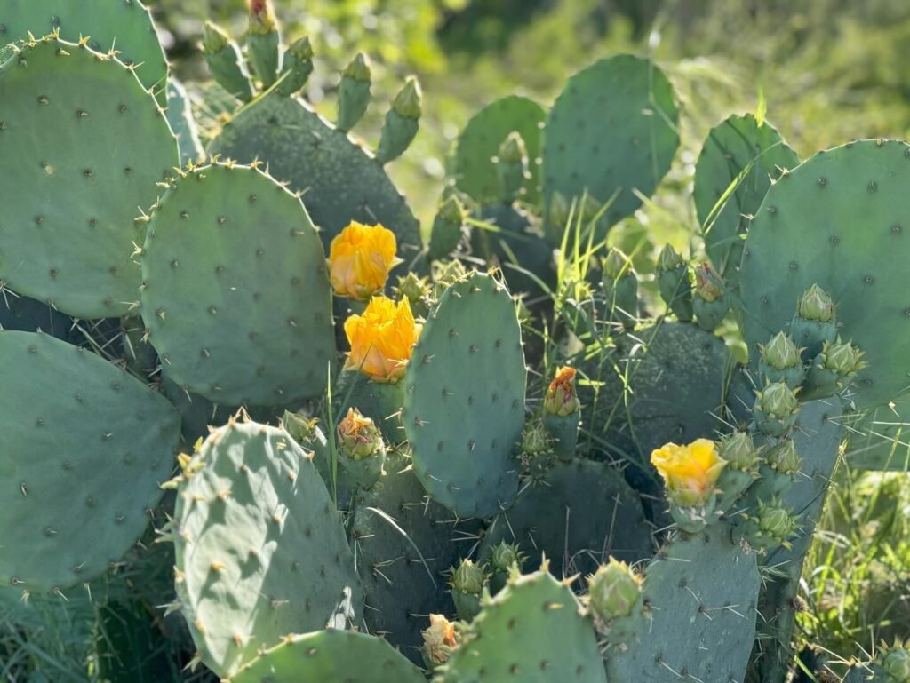 Close-up of prickly pear cactus pads with vibrant yellow flowers and visible spines in a garden setting.