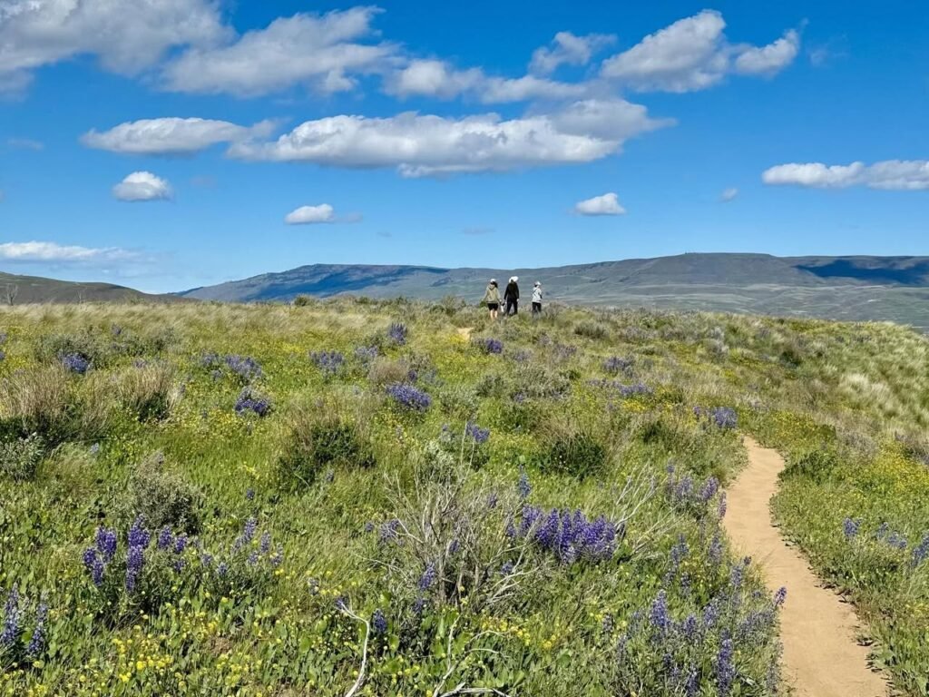 Walking Lupine Trails in the High Desert