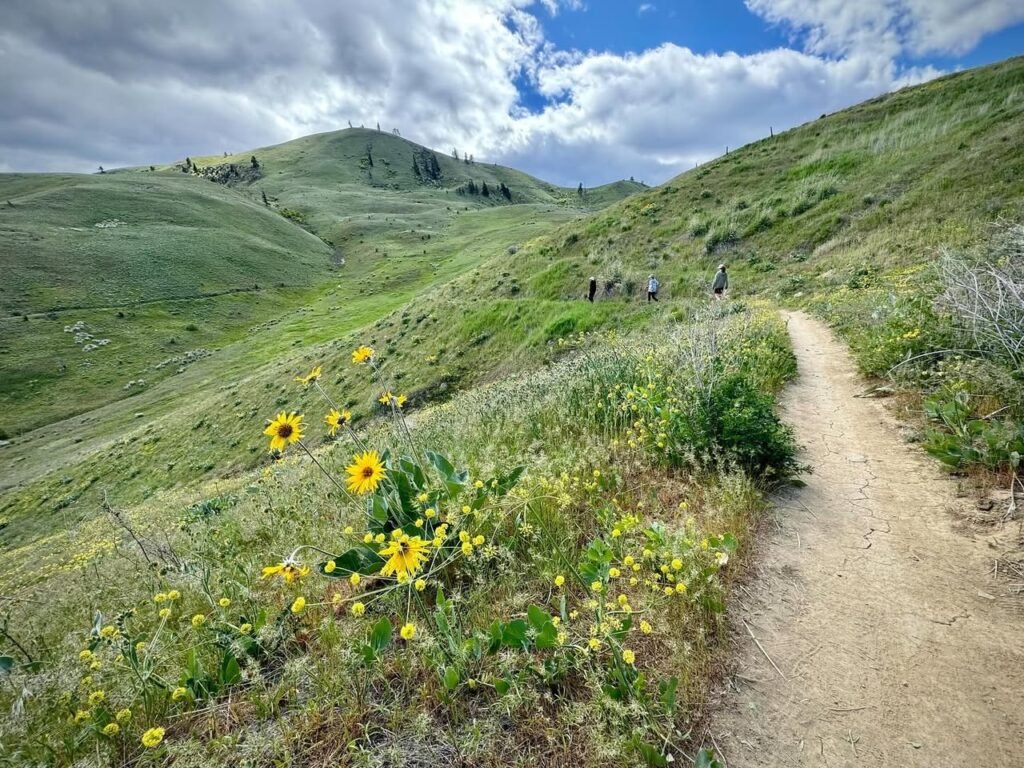 A trail winds through open meadows on rolling hills, surrounded by wildflowers and dramatic skies.