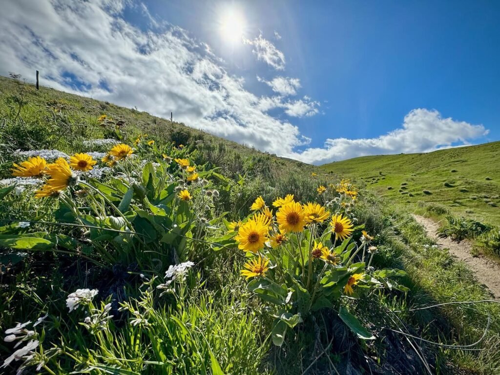 Bright yellow wildflowers bloom along a dirt path on a sunny hillside, with lush green grass and blue skies overhead.
