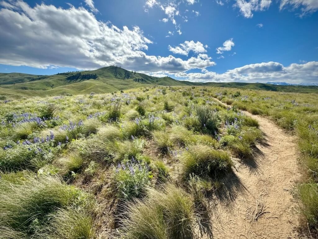A scenic dirt trail winding through meadows of wildflowers and grasses under a bright blue sky.