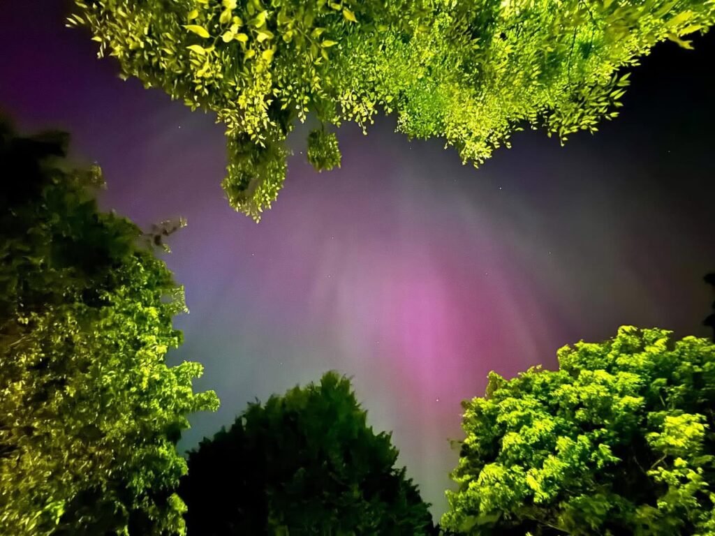 Looking up at bright green tree branches silhouetted against a glowing pink and purple twilight sky in the Pacific Northwest.