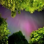 Looking up at bright green tree branches silhouetted against a glowing pink and purple twilight sky in the Pacific Northwest.