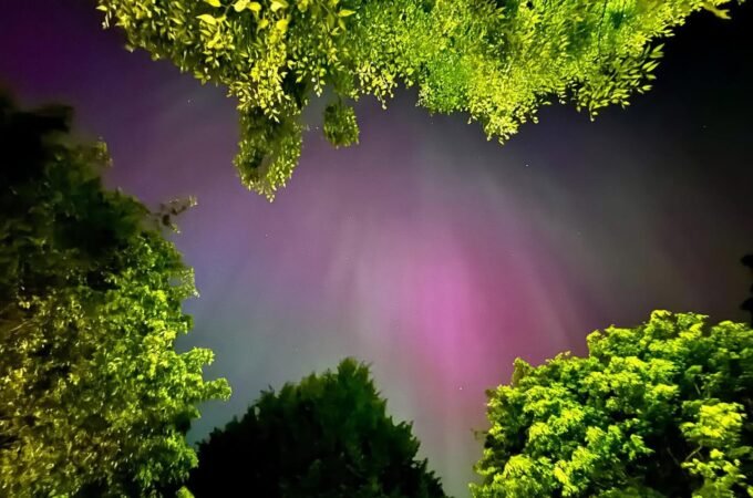 Looking up at bright green tree branches silhouetted against a glowing pink and purple twilight sky in the Pacific Northwest.