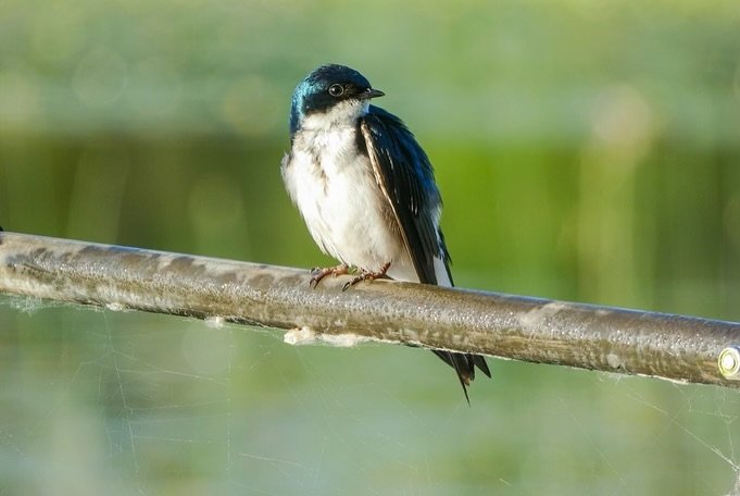 A black and white Tree Swallow perched on a wire background of green.
