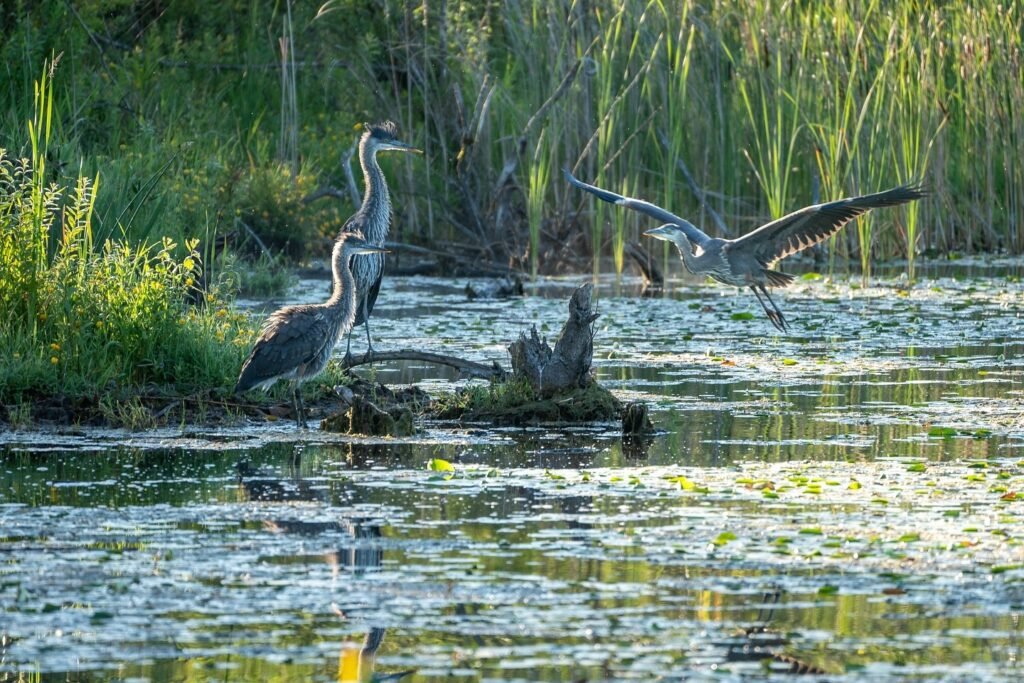 A heron takes flight from a marshy pond filled with lily pads.