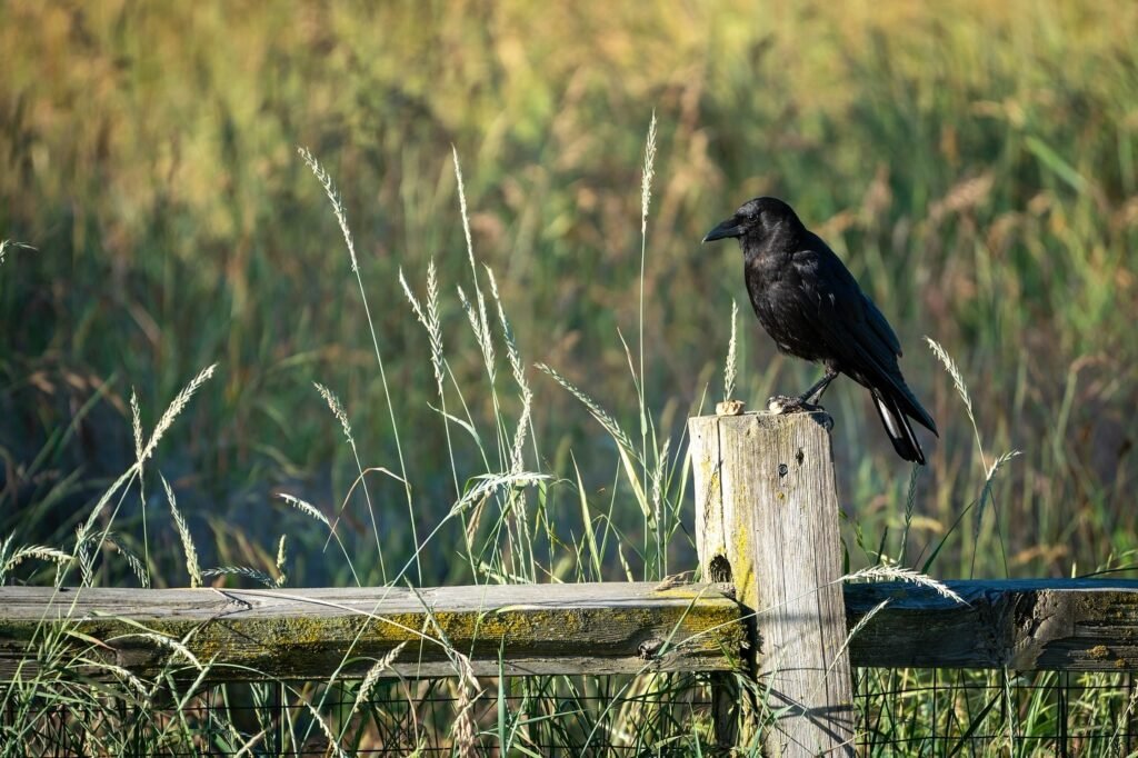 A crow or raven is perched on a wooden fence post amidst tall, green grass.