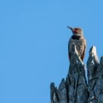A woodpecker perches atop a rugged rocky formation in the Pacific Northwest.