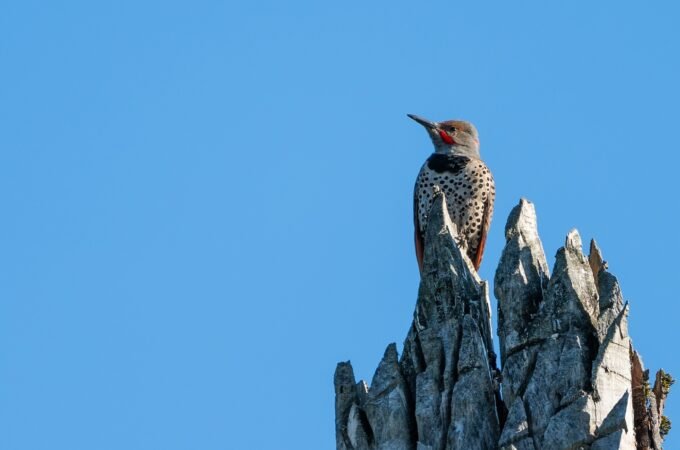 A woodpecker perches atop a rugged rocky formation in the Pacific Northwest.
