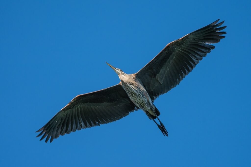 A great blue heron soars through a brilliant blue sky with outstretched wings.