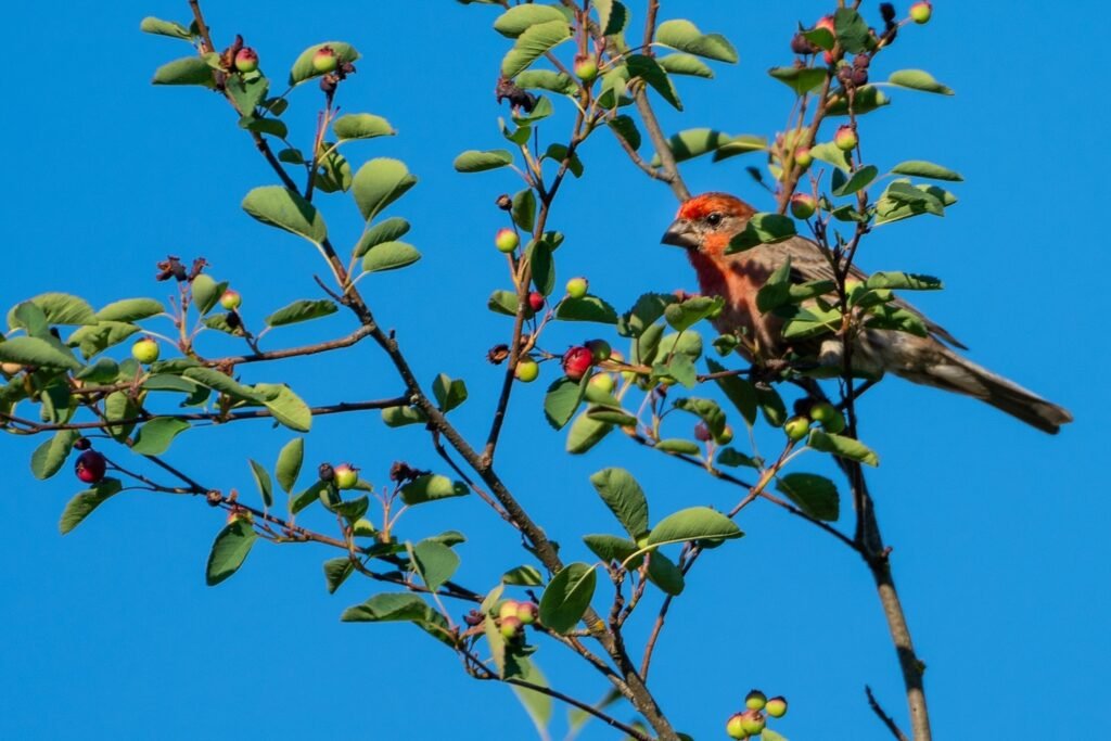 Vibrant red birds perched on branches with green leaves and small fruits against a bright blue sky.