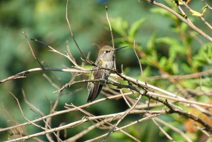 A hummingbird is perched on delicate twigs against a green backdrop.
