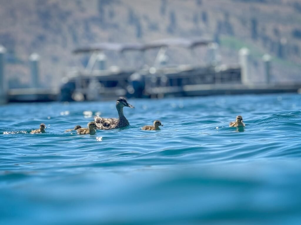 Puffin adults and chicks are seen swimming in the water with a dock and cliffs in the background.