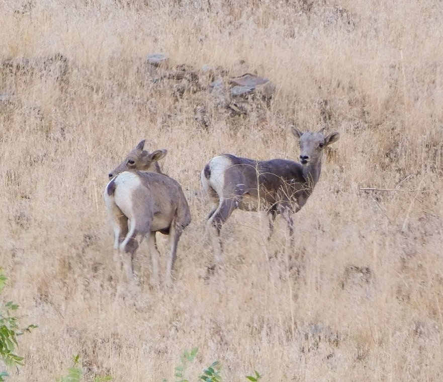 Two mule deer grazing in a field of dry golden grass.