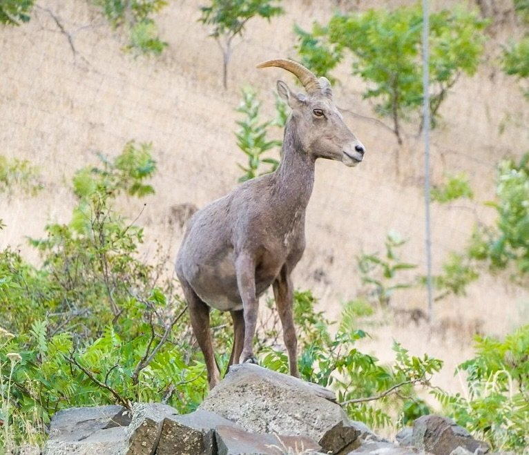 A mountain goat stands on rocky terrain with greenery in the background.