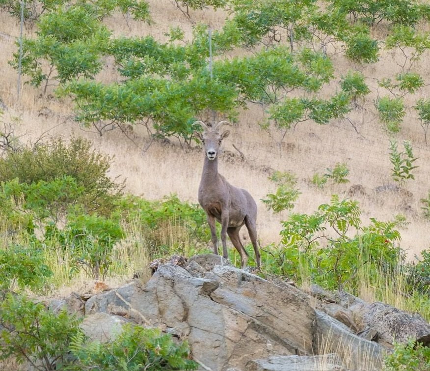 A vicuna stands on rocky terrain amid green shrubs in the Andean highlands, with detailed close-ups of its legs and face.
