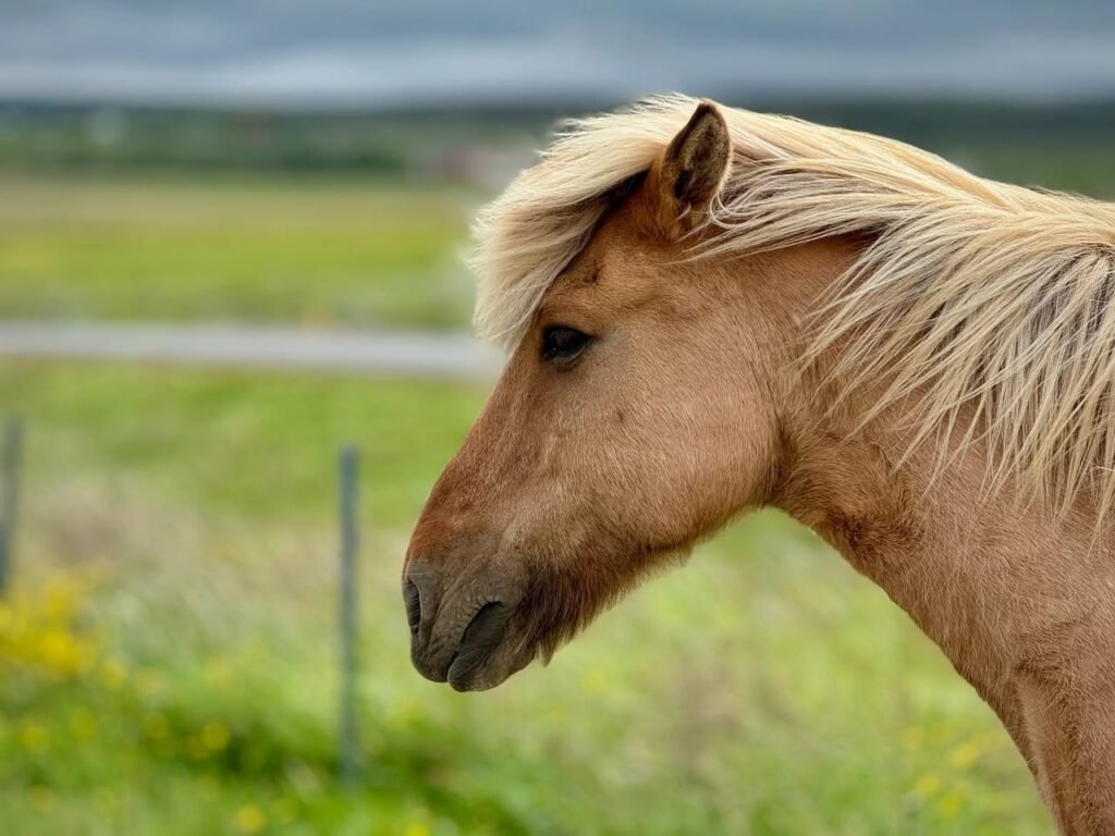 A chestnut Palmela Portuguese pony with a flowing blond mane stands alert in a verdant pasture.