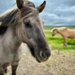 Geysir Close-up of a gray horse mane with another horse in the meadow.