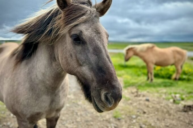 Close-up of a gray horse mane with another horse in the meadow.