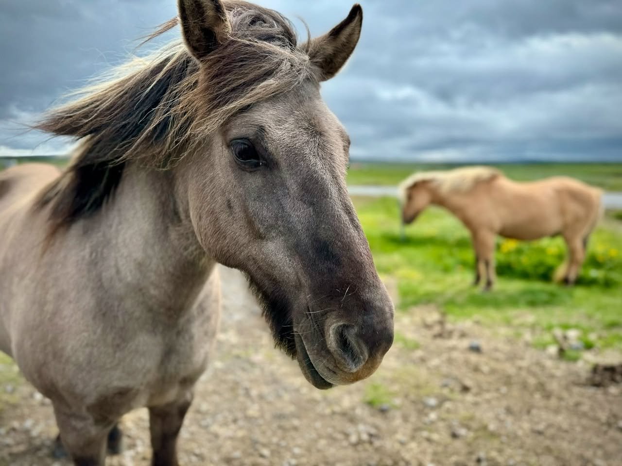 Ærslabelgir Close-up of a gray horse mane with another horse in the meadow.