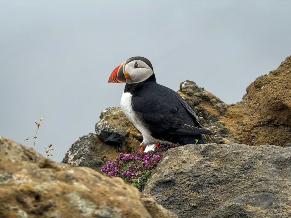 An Atlantic Puffin sits on an island rock beside purple flowers. The bird faces forward with its colorful beak.