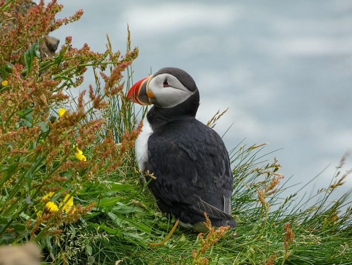 An Atlantic puffin nestled in coastal grass. Close-up details of its distinctive colorful beak.