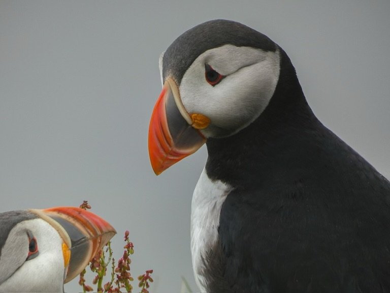 A close-up view of an Atlantic puffin with its distinctive colorful beak against a gray sky.