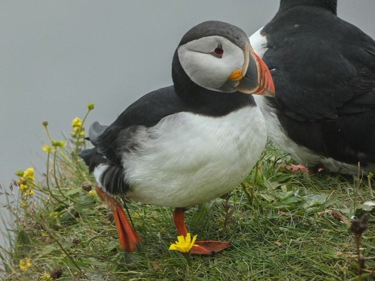 A colorful puffin stands on a grassy slope near yellow flowers, showcasing its vibrant orange beak and feet.