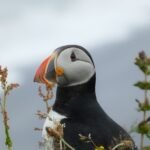 Skógafoss A puffin perched among wildflowers against a cloudy sky. A close-up view of the puffin's distinctive face and beak.