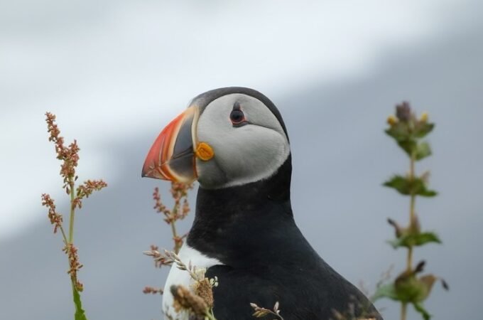 A puffin perched among wildflowers against a cloudy sky. A close-up view of the puffin's distinctive face and beak.