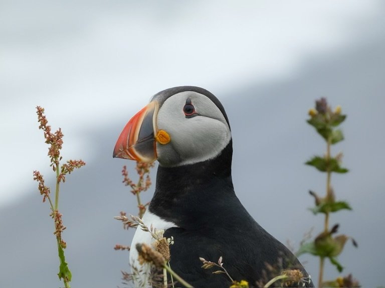 A puffin perched among wildflowers against a cloudy sky. A close-up view of the puffin's distinctive face and beak.