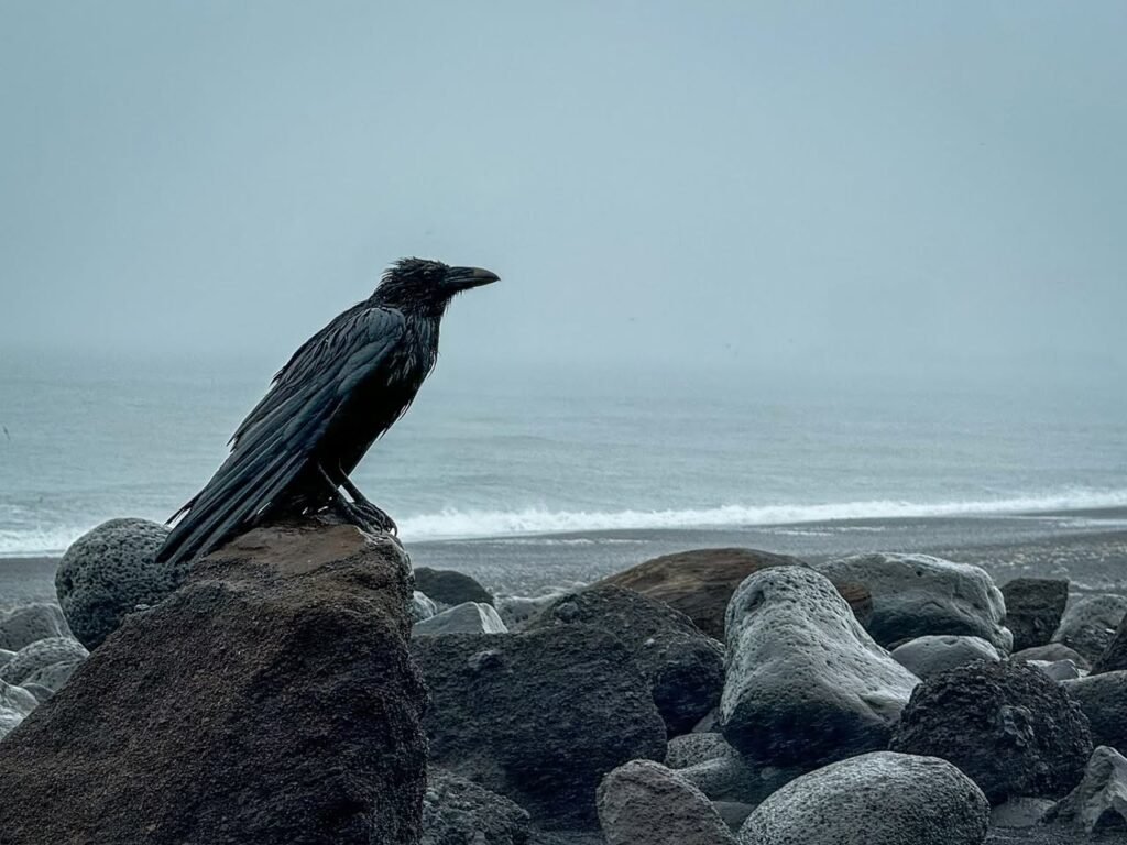 A black raven perched on a large rock at a rocky beach under a foggy, overcast sky, with waves visible in the background.
