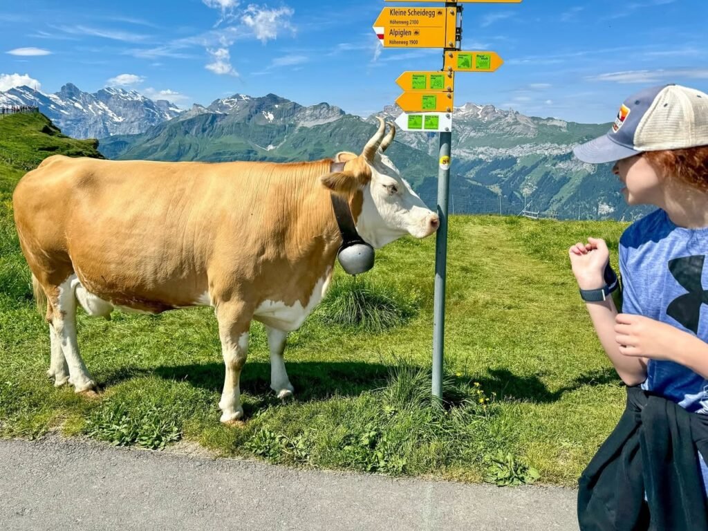 A livestock cow with a traditional bell stands next to a yellow directional signpost against a backdrop of snow-capped mountains.