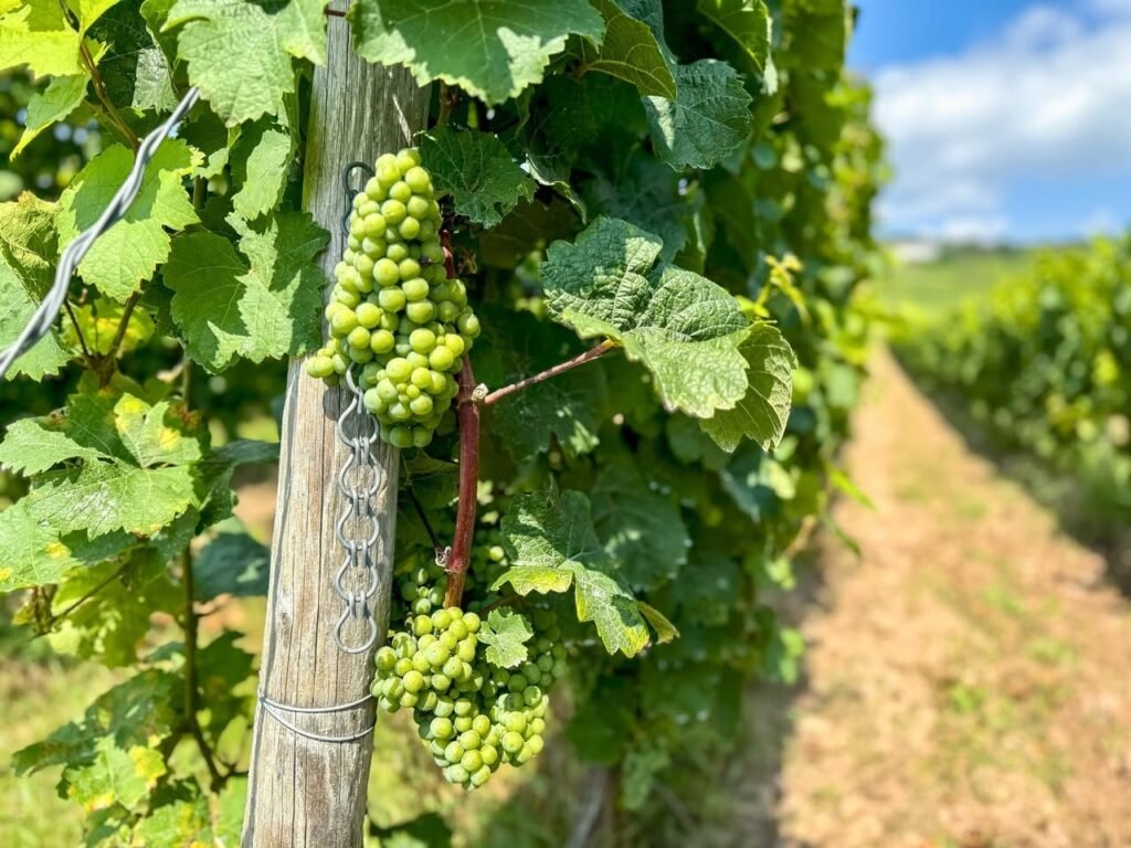 Close-up of green grape clusters hanging on vines in a Washington vineyard.
