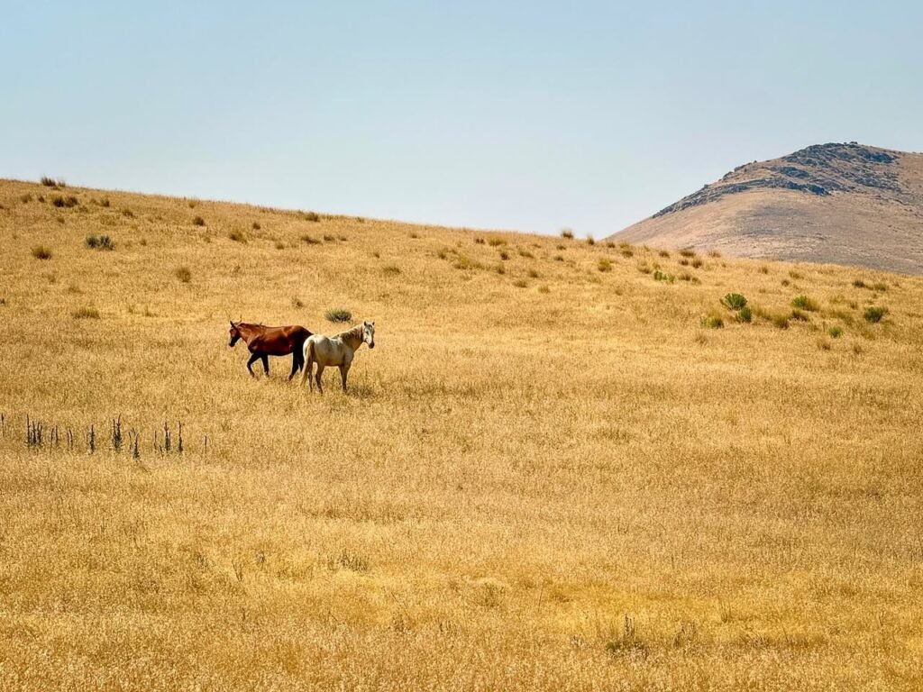 Two horses graze in a dry, golden field under a clear blue sky.